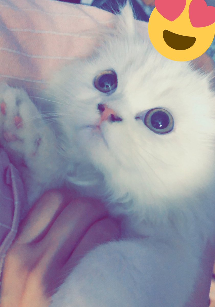 _chandnii's tweet photo. حبوها معي https://t.co/DEpppm2n3S