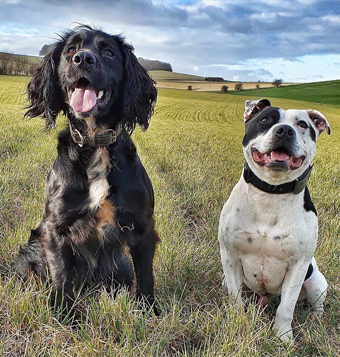 wiltspolicedogs's tweet photo. Training day for big dogs Fozzy and Lorrie today. Although dogs and handlers completed a total of12 miles tracking, there was still time to give specialist search dogs Bodhi and Boris a good run! They look happy enough with that!! 🐾🐾 https://t.co/NRwUQ6f13z