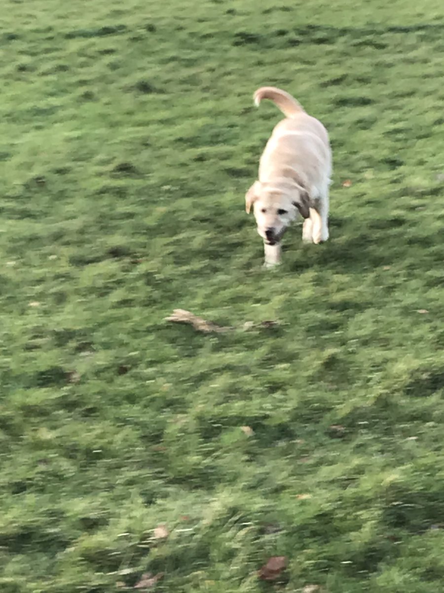 Darren_Paddick's tweet photo. First free run of the year! #FridayFreeRun

Photos are of #GuideDog Nan (yellow lab retriever) frolicking in the park, smiling and looking happy with her tongue hanging out! https://t.co/vx1TBeodIG