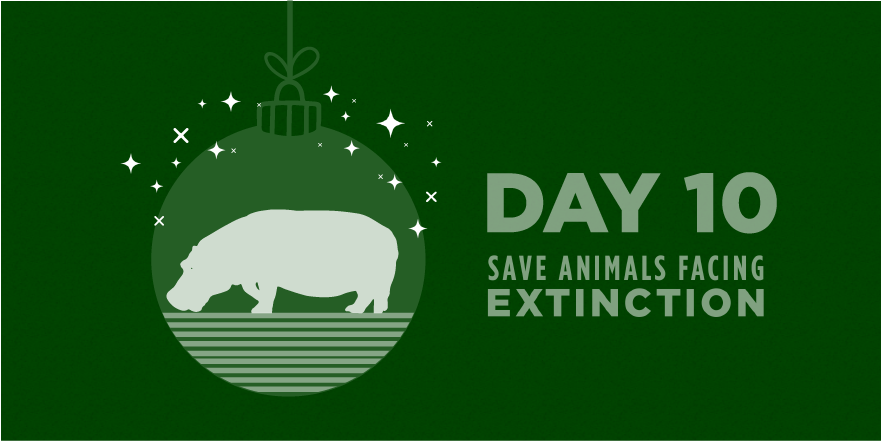 SaveAnimals's tweet photo. Day 10 -- Hippos! 🦛
Two types of hippo species in Africa: the large (common) hippo, found in East Africa’s grass/wetlands, and the small pygmy hippo in West Africa’s forests. Only 2,000-3,000 pygmy hippos likely remain in Africa.
#12DaysofEndangeredSpecies | #SaveHippos https://t.co/dgimND96tx