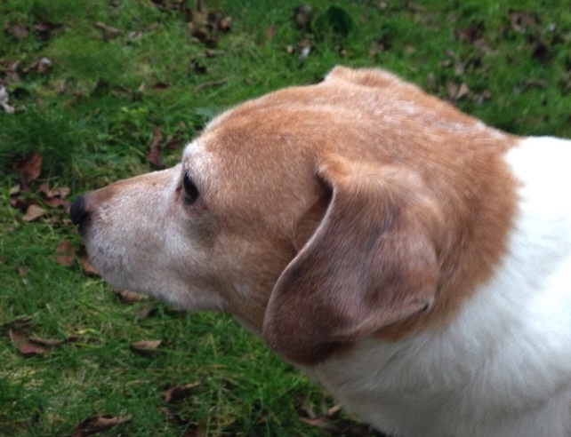 gmitchew's tweet photo. Ønsker jer alle en herlig weekend ❤️
Merlin🐶 og jeg holder forlænget #TwitterFri fra nu...
Har alt for meget læsestof, fryser pga mit rygestop og har en deadline søndag fra mit nye #Klimajob 🙄
Tjekker evt. svar på ? til et par #dkpol og #dkmedier. Hvis jeg gider og får tid 🤣 https://t.co/ViimTcxyjw