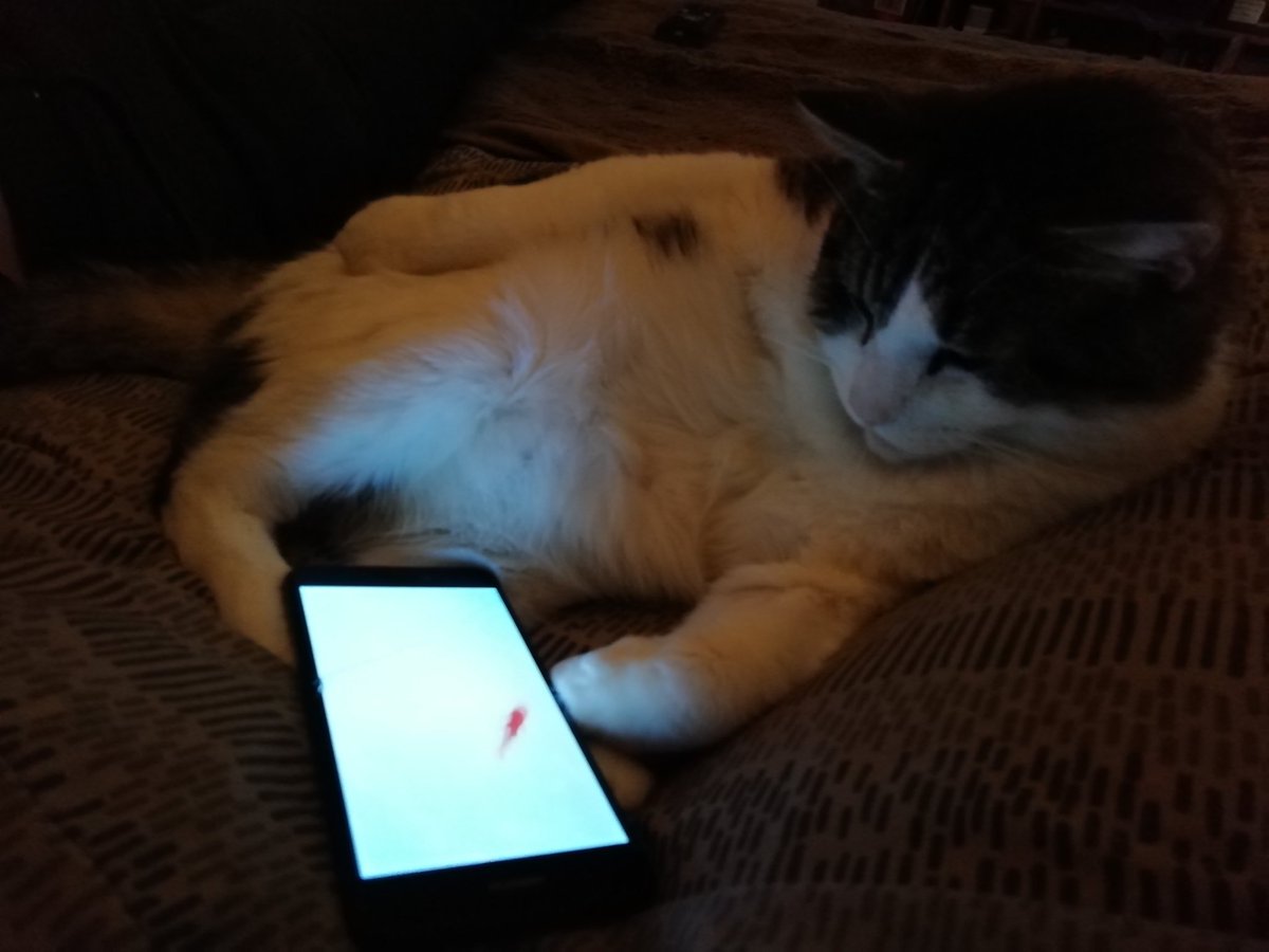 Squirrelala's tweet photo. @CrouchEndPH @catsmovie What's the concensus so far? Only heard bad stuff in the press. My kitty would rather watch Fish than Cats, so he's out🐠😺 https://t.co/mW4M9RknUY