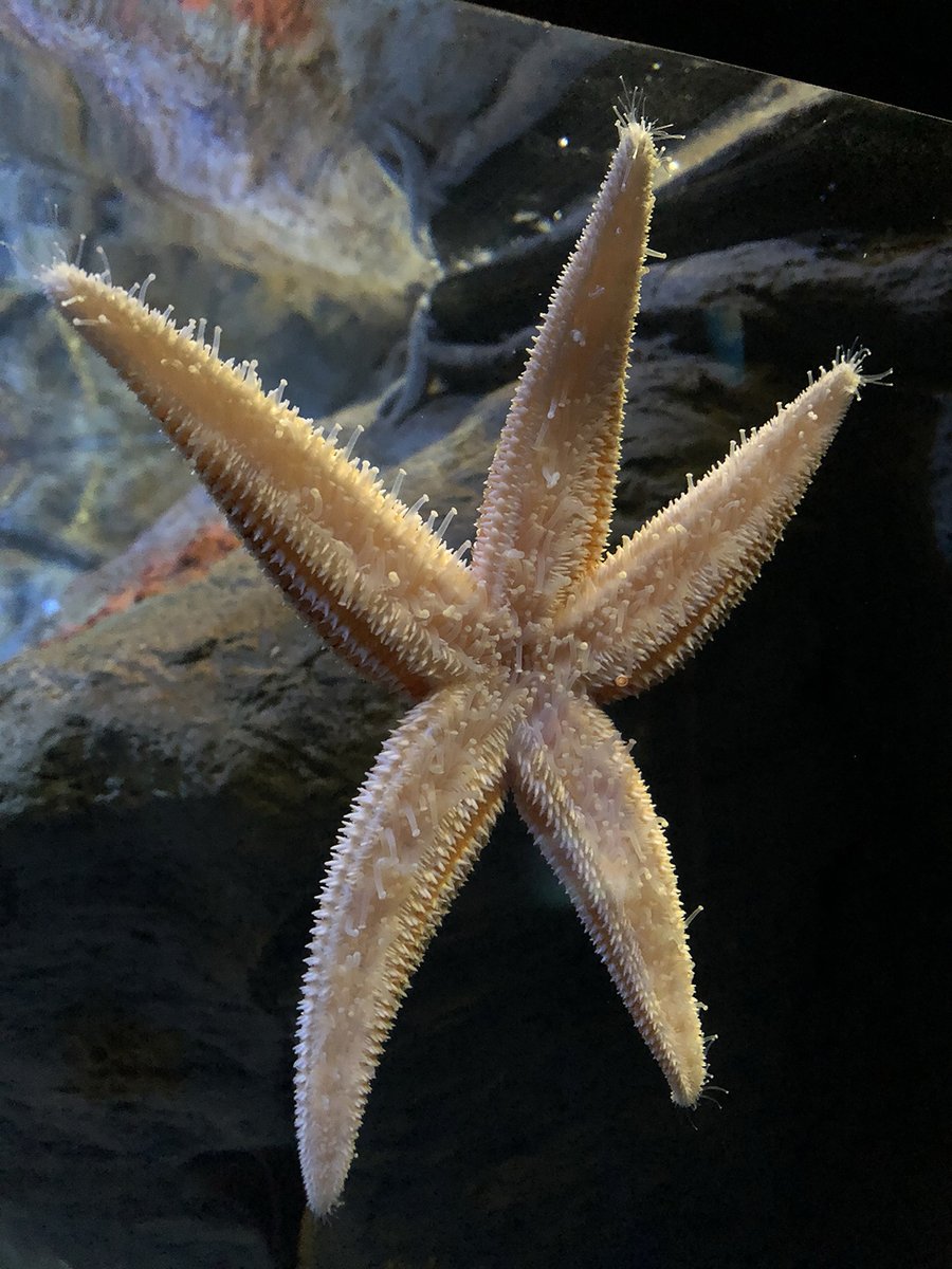 RipleysAquaCA's tweet image. Starfish can consume prey in a very peculiar way.  🤔

The starfish will use its tiny tube feet to pry open oysters and clams, while the stomach emerges from the mouth and oozes into the shell. The stomach surrounds the prey to digest the prey &amp;amp; then retracts. #FeaturedFishFriday