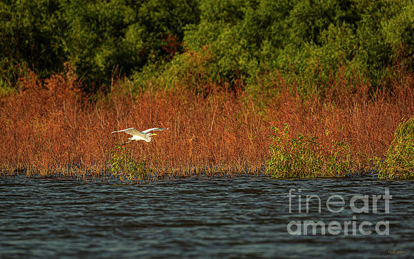 pwebsterco's tweet photo. New artwork for sale! - "Flight Over Lake Granbury" - https://t.co/VYiEjXr8lK @fineartamerica https://t.co/Lp8XyiV0GR