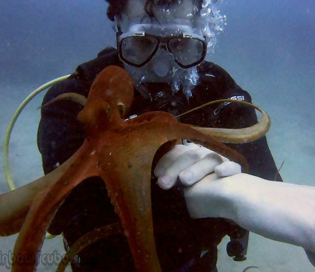 RainbowScuba's tweet photo. KGoetz2005 : Little cute octopus playing with diver!
#scuba #Hawaii #Gopro customers #octopus #scubadivingfun #littleoctopus #fridaydiving #discoverunderwater #cuteoctopus #colorfuloctopus #scubadivingtime #underwaterdiving #octopusfriday #scubadivin… https://t.co/q5fcuKYPhF) https://t.co/xUKEcHqJIQ