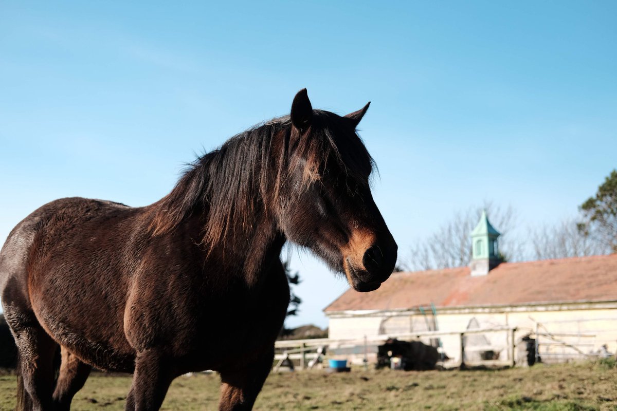 JenniNellist's tweet photo. Another crisp sunny day for Bronwen to loaf about out of the wind 🌞🌞🌞

Horses spend upto 6 to 8 hours out of every 24 doing stuff other than foraging. Rest makes up a big chunk of that and most horses will seek out a sunny thermal spot and bask in it 👌☀️

 #winter #horses https://t.co/tQKDPjTdLd