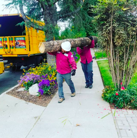 YourWayTreeServ's tweet photo. Team work!
Let us help make your yard the oasis you’ve always dreamed of.
https://t.co/NeCjkA166I
#treeremovallosangeles #treecareservices #treeremovalservices #treetrimminglosangeles #treeserviceslosangeles #commercialtreeserviceslosangeles https://t.co/ugw0taQxBl