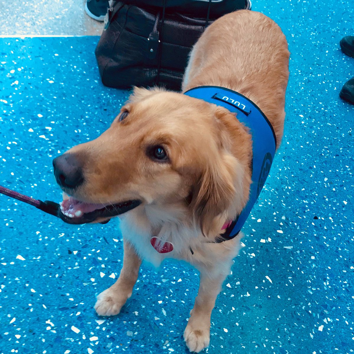 Sweet Lulu greets travelers @JAXairport as part of JAXPAWS 🐾 Luved getting some #puppylove pre-boarding! #comfortdogs #therapydogs #welcomewagging