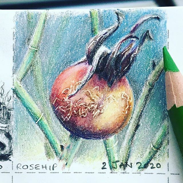 Posted <a href="/withrepost/">Repost app</a> • <a href="/lizzi/">lizzi</a>.holt.artist “Rosehip” 4x4cm
#dailysketch #dailydrawing #draweveryday #pencildrawing #colouredpencil #prismacolor #myyearinsmalldrawings
