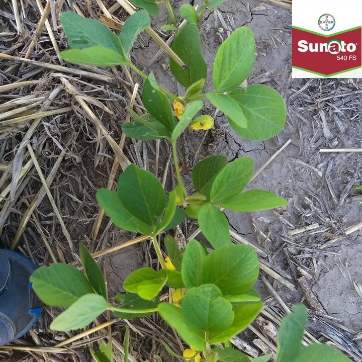 juanquistre's tweet photo. #Sunato hace la diferencia en la protección de plagas
@GeroRadi @pfernandezpoeta 
@Bayer4CropsAR https://t.co/CmIpOUSX7i