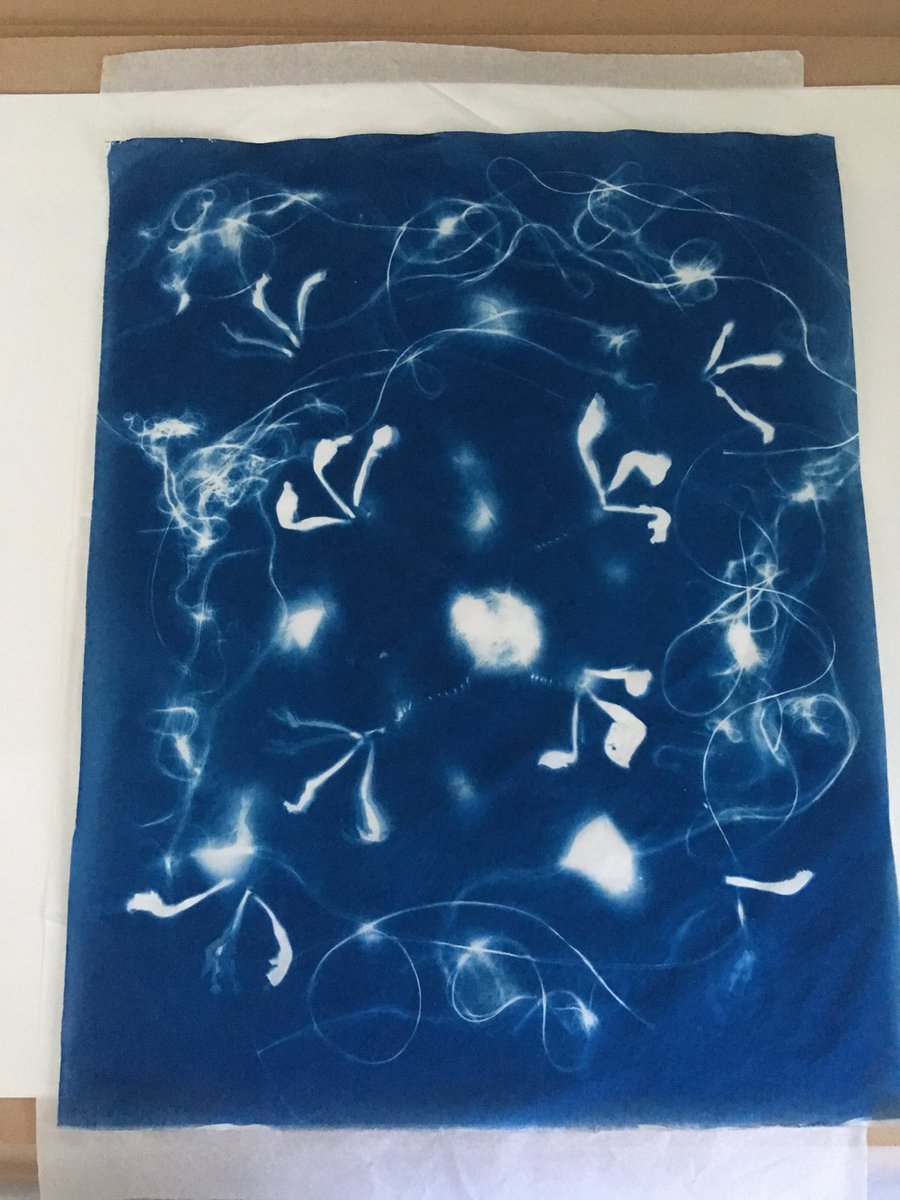 Made 18 #cyanotypes on fine Japanese paper. Forms second part of my installation #Out of the Blue opening ⁦<a href="/VaneGallery/">Vane</a>⁩ on 15 January. Part of #illuminating the Self  exhibition across Vane and ⁦<a href="/HattonGallery/">Hatton Gallery</a>⁩. ⁦<a href="/CandoNcl/">CANDO NCL</a>⁩  ⁦⁦⁦<a href="/epilepsysociety/">Epilepsy Society</a>⁩