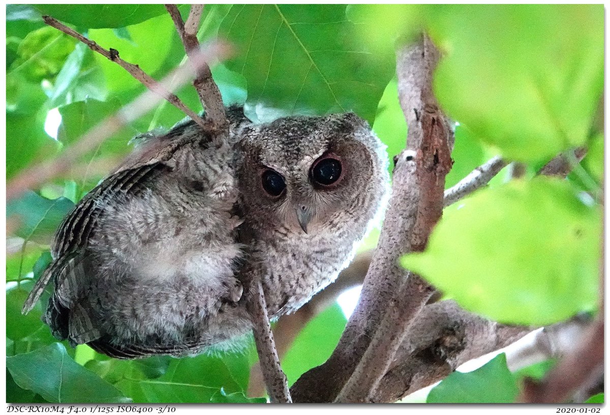 chen_yuh's tweet photo. 台大校園裡的領角鴞 Collard Scops Owl斜站在樹枝上,朋友覺得像羽生結弦的Hydroblade. I took this photo on my way home. My friend said the owl's gesture just like Yuzu's hydroblade.
#YuzuruHanyu #羽生結弦 #Hydroblade https://t.co/UEqWzOyPQx