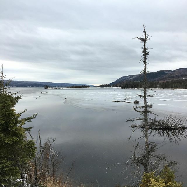 WildfirePottery's tweet photo. Peaceful and still on the Red Island Trail today. My phone battery died so this is the only photo I got. #mindpicturesarebetteranyway #stupidiphone #beautifulday #walkies #adventureswithlouis https://t.co/2wThDeYOEa https://t.co/lRMZkWtoNF