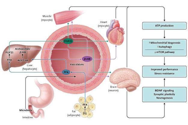 NEJM endorses #IntermittentFasting for #disease prevention and longevity!  Intermittent Fasting Newsletter by Dr. Kelly J. Gibas
static1.squarespace.com/static/59ae01e…