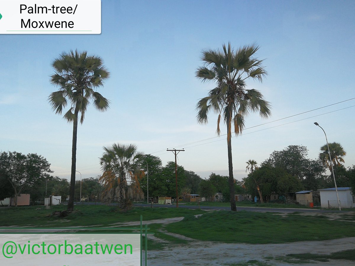 VictorBaatweng's tweet photo. The palm tree, although it doesn't have sufficient shade, it has many uses in Ngamiland.

 Basket, Bevs, fruits, necklaces etc...

#moxwene #Maun #ngamiland https://t.co/fgJfBY7Uro