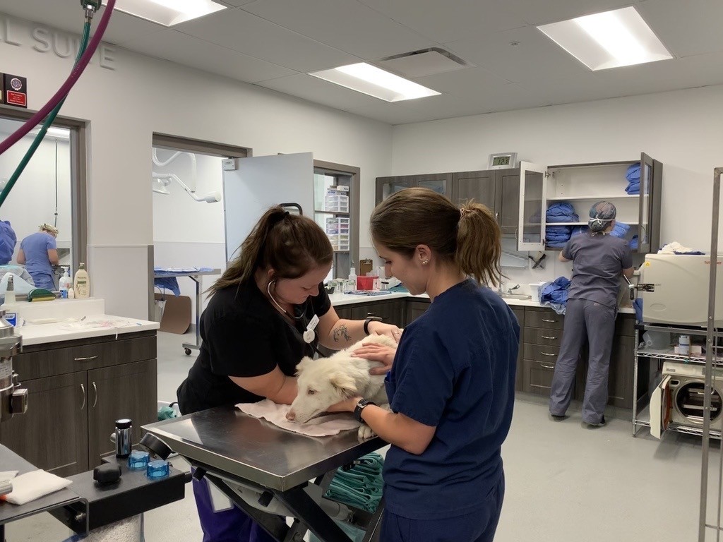 Columbus Humane is seeking two RVTs to join our team for our veterinary medical and surgical department. For more job details and to apply, visit our website: columbushumane.org/employment