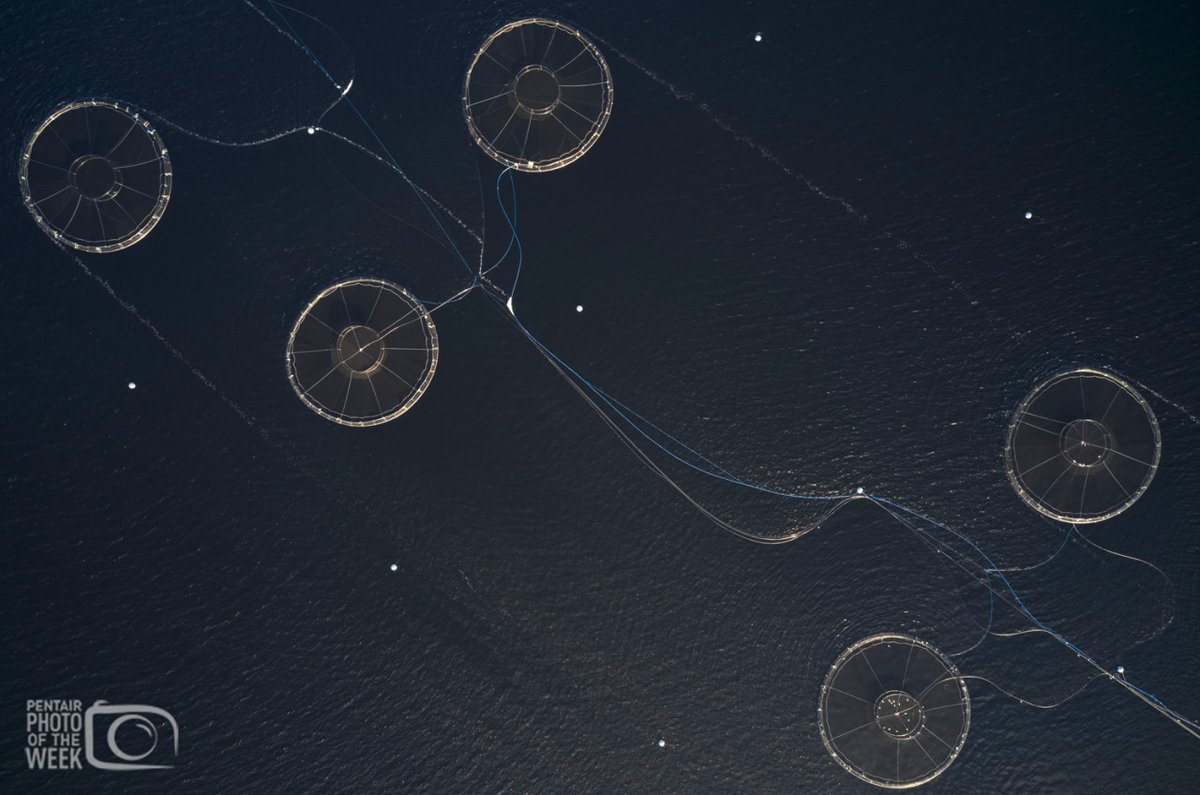 PentairAES's tweet photo. Last week's featured #aquaculture photo is an incredible #drone shot directly above #salmon #sea pens in Loch Tay, #Scotland.
Take a peek inside #ThePentairLife
#fishfarming #fish #fishgeek #pentair #pentairaes https://t.co/73EygAOJf2