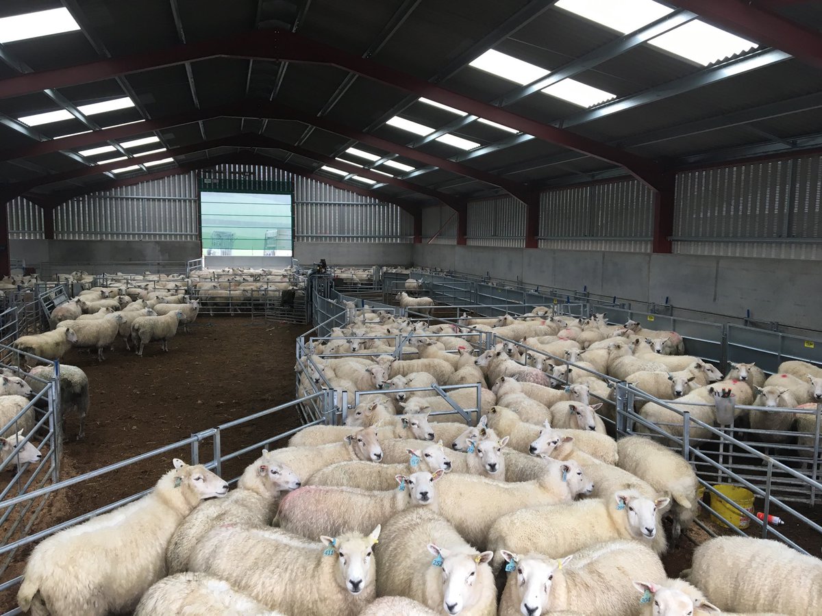 garbeynon1's tweet photo. New handling system working well! Pleased with ewes condition after a slightly damp Autumn. https://t.co/TldcU2osN6
