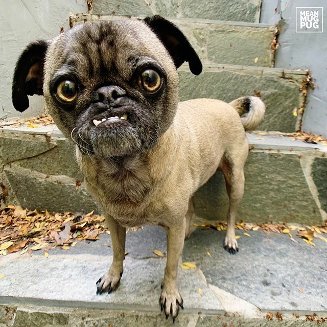 themeanmugpug's tweet image. “Staring contest. Go.” -Ozzy #staringcontest