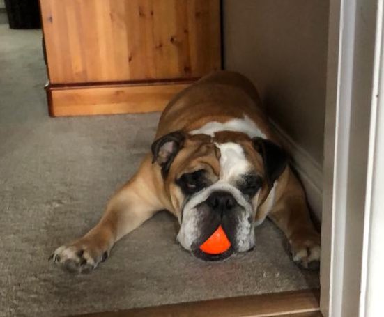 British Bulldog falling asleep with a bright orange ball in his mouth