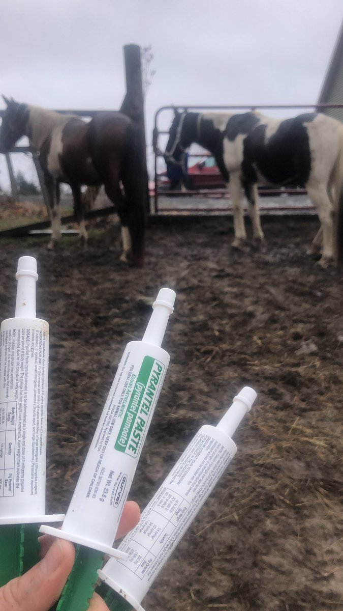 HorseyProbs's tweet photo. A necessary evil https://t.co/M0NYRpuW0p