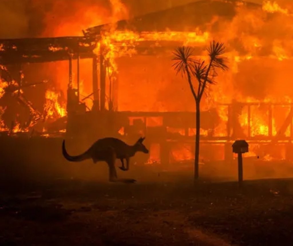 zmalefica's tweet photo. MANO, MEIO BILHÃO DE ANIMAIS MORTOS NA AUSTRÁLIA

não consigo pensar na proporção de meio bilhão velho, Austrália está sendo desvastada, 17 pessoas mortas e meio >>bilhão<< de animais mortos.. e as pessoas estão cagando para isso..

situação triste. 
#AustralianFires https://t.co/eyb5Zsnq9a