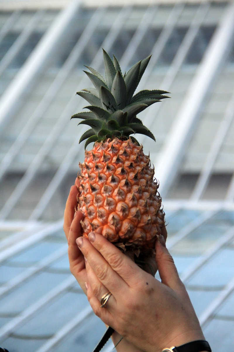 HeliganGardens's tweet photo. It may only be the 3rd of January, but here's of our first pineapple of 2020! https://t.co/KpwlpFPGId