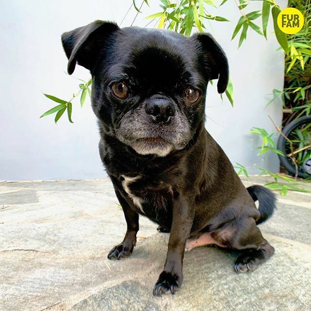 furfam's tweet photo. “That feeling when you know you’re a good boy” -Kubrick #goodboy https://t.co/oSnl09CxP8