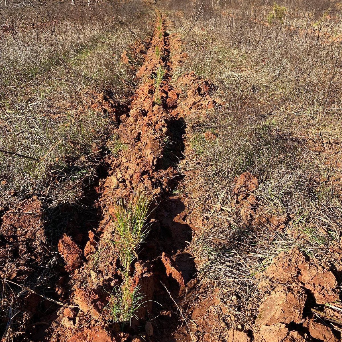 The Rock Ranch tweet media