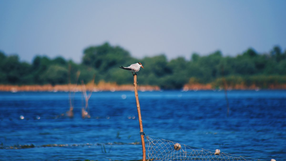 MDLCV's tweet photo. "EPA is abdicating its role and responsibility by treating the Bay clean up plan as an ‘aspirational document’ and not as the effective model it has been recognized as and proved to be." #CleanBay #ChesBay https://t.co/tDzL2mC2Uw Photo by Stefan Cosma on Unsplash https://t.co/RDb44V42uf
