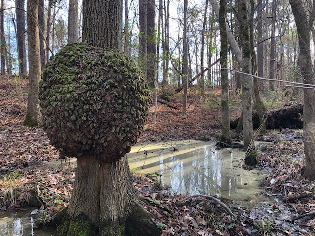 Exciting news to start off 2020 — TLC protected 120 acres in Johnston County at the very end of December! These two tracts are comprised of farmland, wetlands, and streams along Buffalo Creek in the Neuse River Basin.