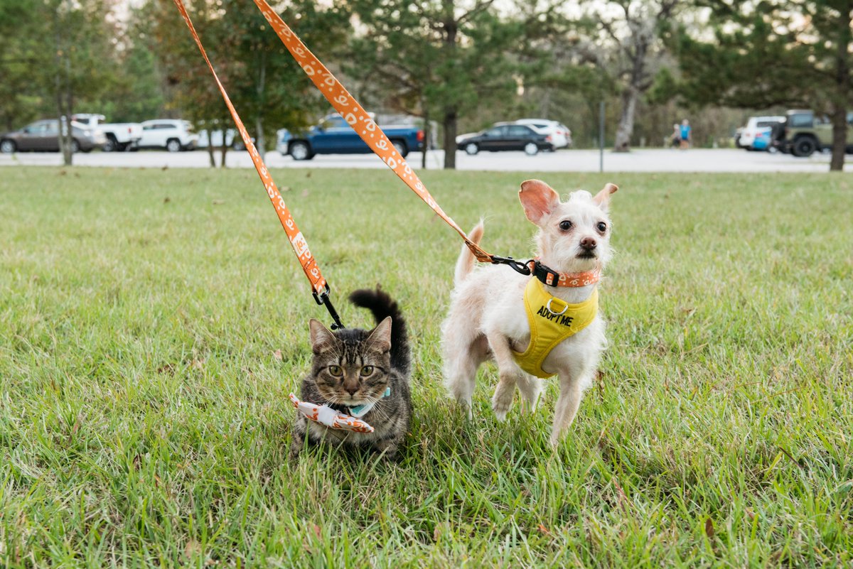 bestfriends's tweet photo. They have the BEST names, are fashion-forward AND appeared on @AnimalPlanet! Meet Missy & Elliot! Surrendered together at Harris County Animal Shelter, this duo loves to walk together and cuddle on the couch watching tv together. Email HoustonAdoption@bestfriends.org to adopt! https://t.co/rn3gF0OFs4