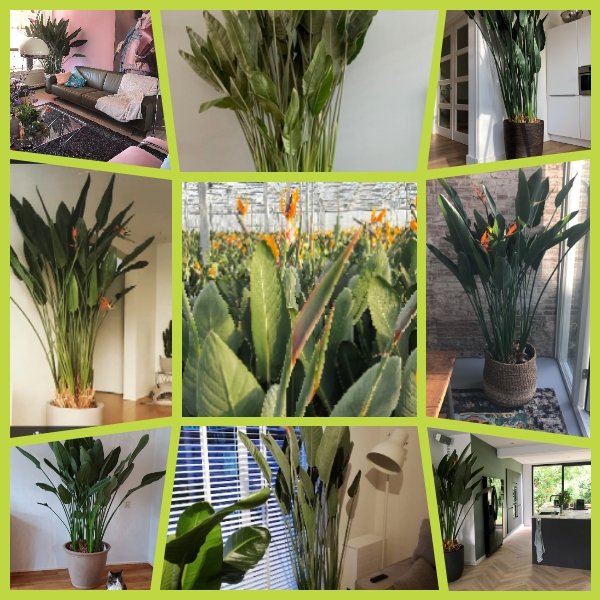 #bestnine2019
Kerstboom er uit, Strelitzia Plant er in ↔️ <a href="/mvo_strelitzia/">MVO - Strelitzia</a>