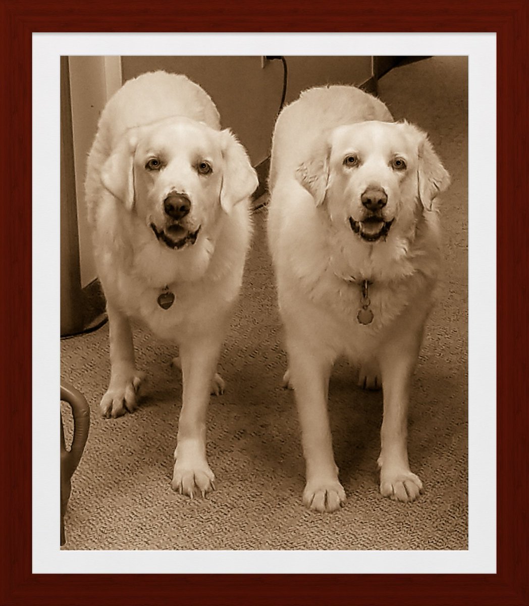 StaceeLickers's tweet photo. These two beauties own me 🥰🥰
#Scarlett #Delilah #GreatPyrenees https://t.co/03wyp1geZp