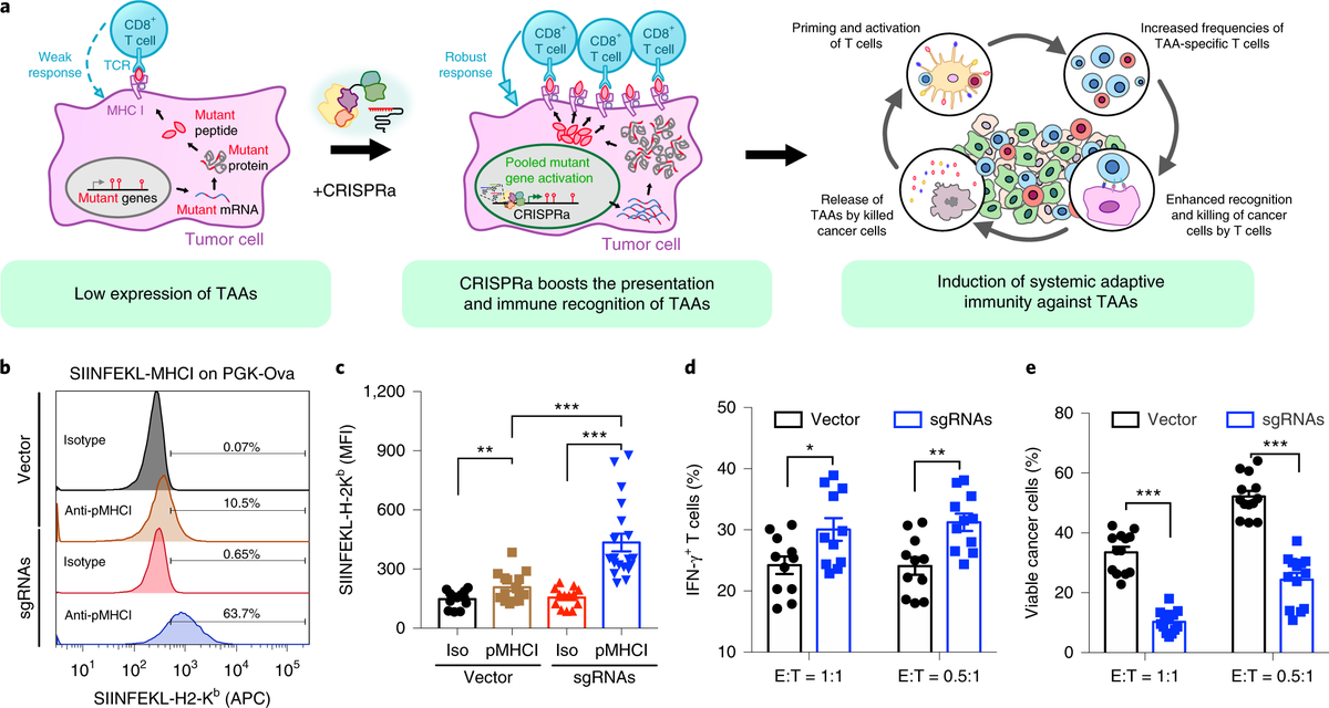 mmw_lmw's tweet photo. #AntiTumor Immunity | potently elicited by Multiplexed activation of endogenous genes by CRISPRa | Sidi Chen @YaleMed @NatImmunol https://t.co/lwtT3pnDiX | #2019_Oct_ReCap https://t.co/Rho5Y8VBhV