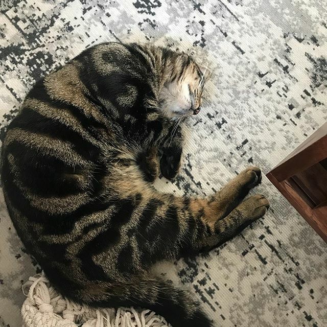 OlivettInterior's tweet photo. R A L P H Y. This little munchkin hasn’t been on my feed for a little while, which is funny as the photos on my phone are 90% him 💙
•
•
•
•
•
#catsofinstagram #catstagram #interiors #tabbycatsofinstagram #apocketofmyhome #meowed #cat_features_dai… https://t.co/iYFa9In0nM https://t.co/PLH3nlIyQW