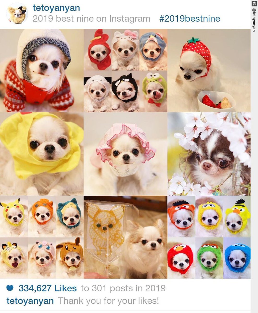 AnyWhoWhere's tweet photo. #大晦日 #chihuahua #dogs #dogoftwitter https://t.co/yT9yx5Bt2a