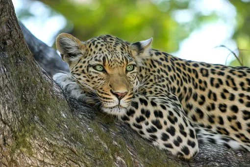 MQuigley1963's tweet image. Write a #sixwordstory or a #poem about this picture.
Here are my attempts:  They saw no animals on safari.
Driving through the jungle
Looking for animals
They must be all asleep
Knowing humans
Arrive at a certain time
Animals move into
Thicker scrub
Until wheels
Aren't heard