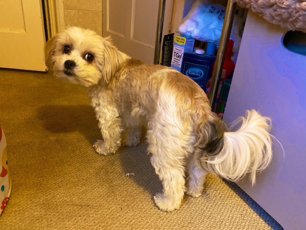Puhthepuppy's tweet photo. Yes Hooman Iโm not well . Take me to the vet pls #ZSHQ #dogsoftwitter #poorlypuh https://t.co/HpHcqxSlhs