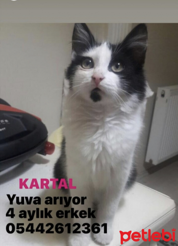 petlebi's tweet photo. #Samsun #Kedi #Yuvaaaaaa  https://t.co/5DimBSlatq https://t.co/3GsN2w9YLy