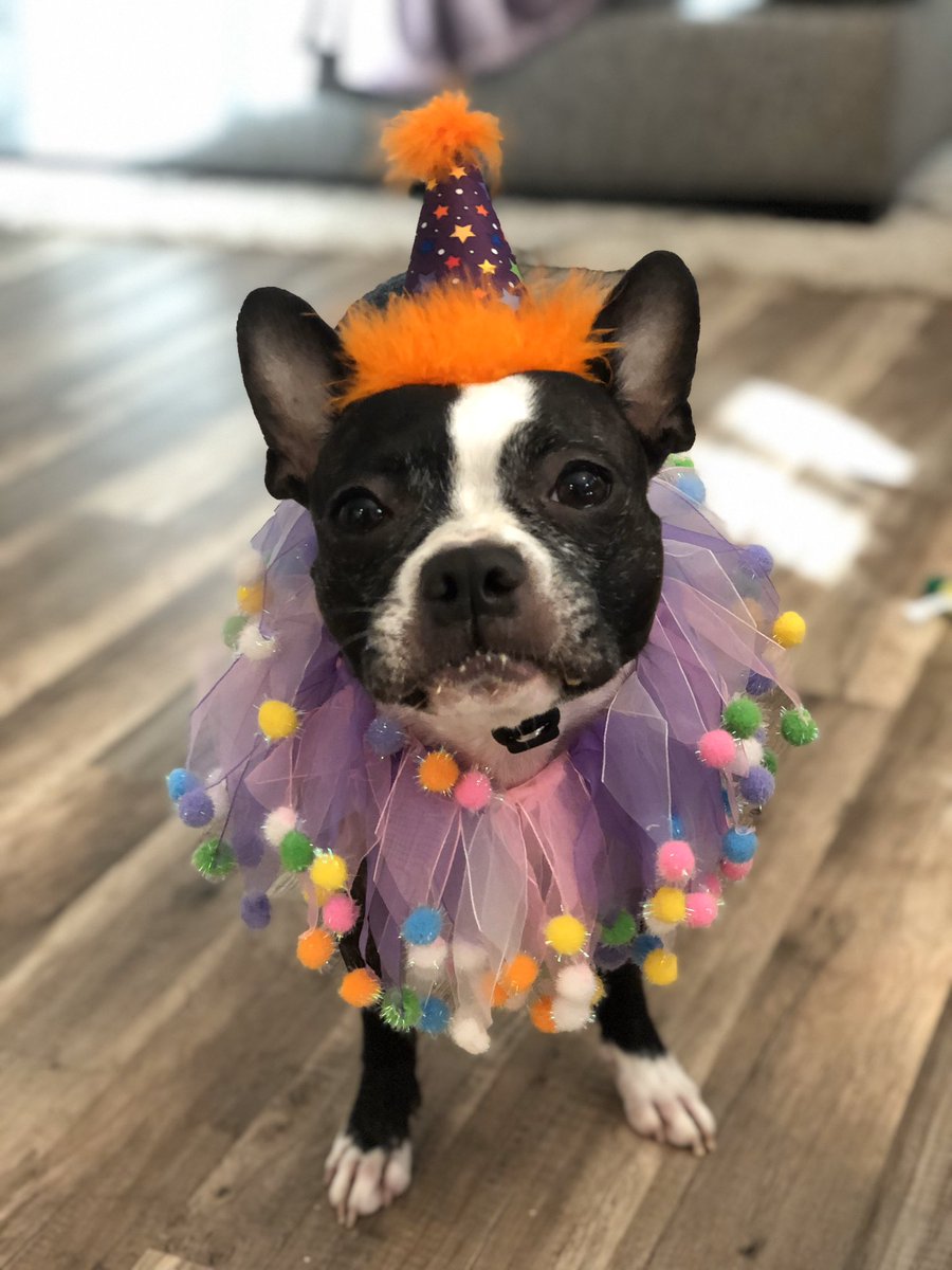aletalyons14's tweet photo. There is not a person on this planet that can convince me that their dogs are cuter than mine. #AllIdoIsWin #cutestbabies #dogmomforlife #onlyTweetof2020 ๐ถ ๐ถ #bostonterriers https://t.co/5lOmjBcysf