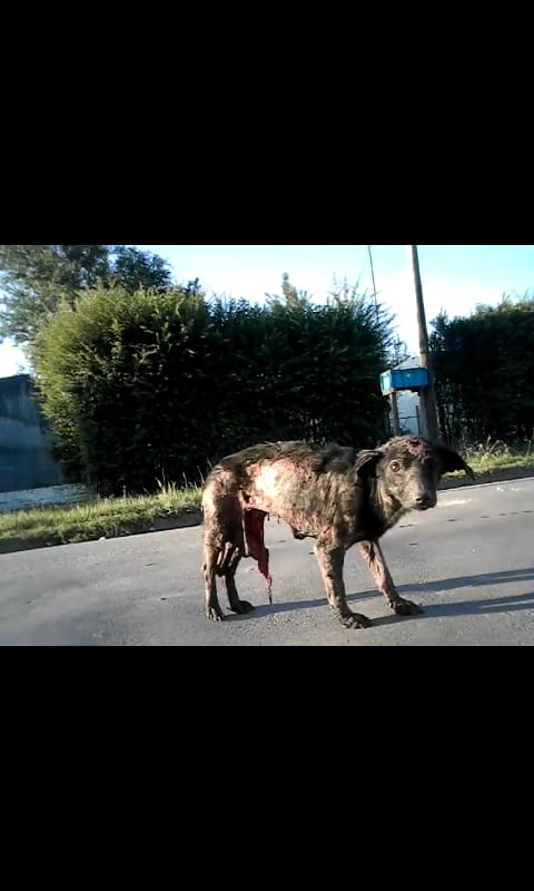 patripveron's tweet photo. Se necesita Urgente transito para este perro.Hay alguien que puede costearle el tratamiento pero puede trasladarlo recien mañana a partir de las 18hs..La Dra.Laura Feinman se  se necesita TRÁNSITO URGENTE!!!!Los Juncos entre El Alba y Los chañares..SOL DE ORO... ezeiza👇😢🙏📢📢 https://t.co/4Sb67uXr7w