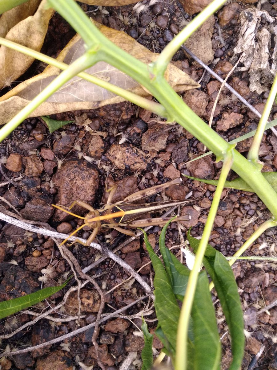 Orange backed cricket, nicely blended in. #crickets