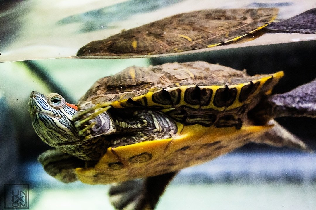 Unixiom Photography on Twitter: 