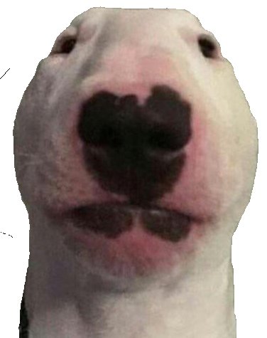comicalseadoggo's tweet photo. In WW3 I'm just gonna start a cult where we only worship @PupperNelson. #LongLiveWalter https://t.co/J4wb1JnrCH