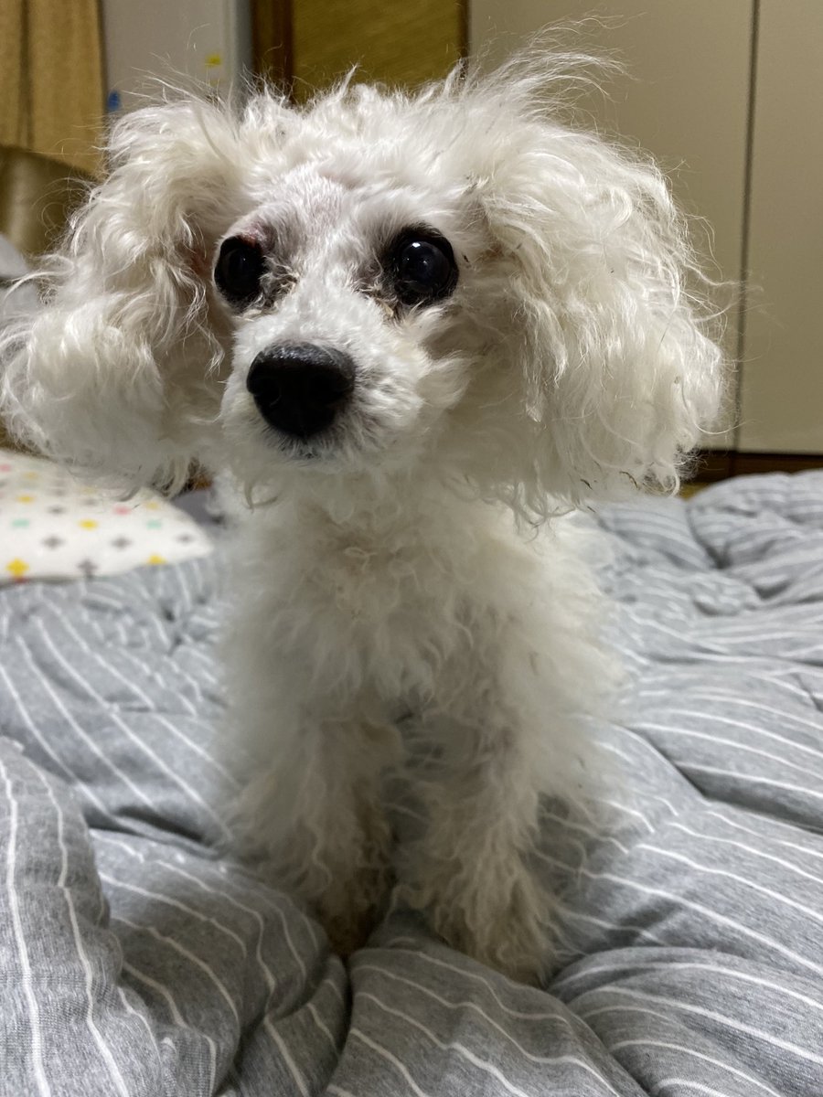 혹 떼고 짝눈된 뽀그리😂