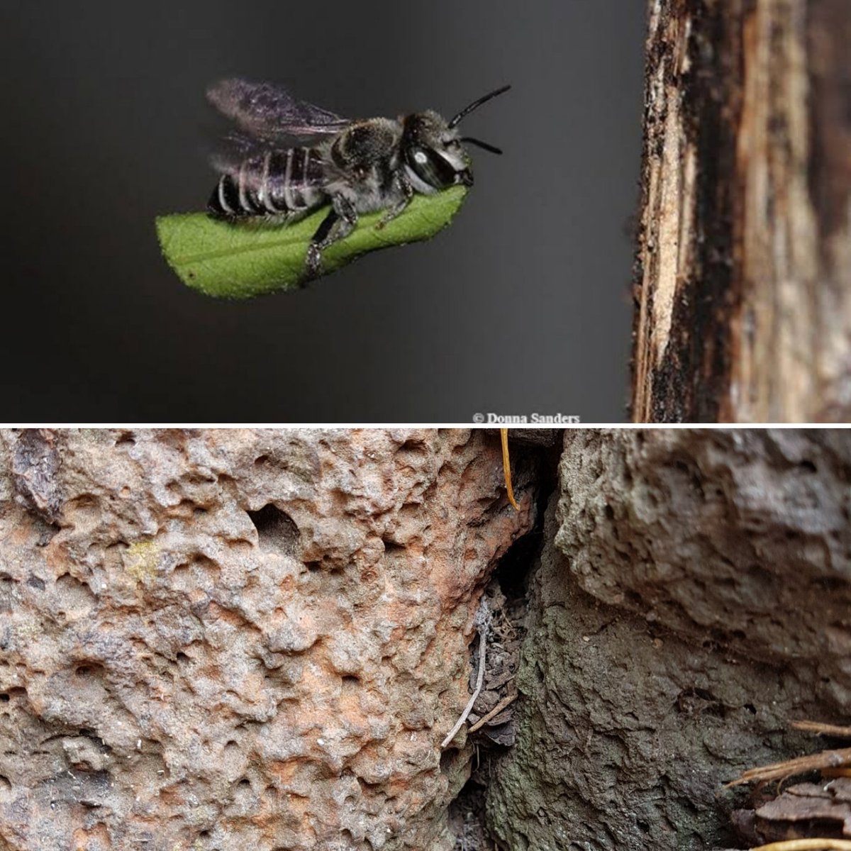 Happylittleveg's tweet photo. Some happy news. Just saw a leaf cutter bee in my garden carrying a piece of leaf! Photo from internet as didn't have camera with me. Rocks are where she took it. She's building a nest. Yay! ❤ #australiannative #aussiebee #bees #insects #environment #hope https://t.co/vUSjrlwZ1h