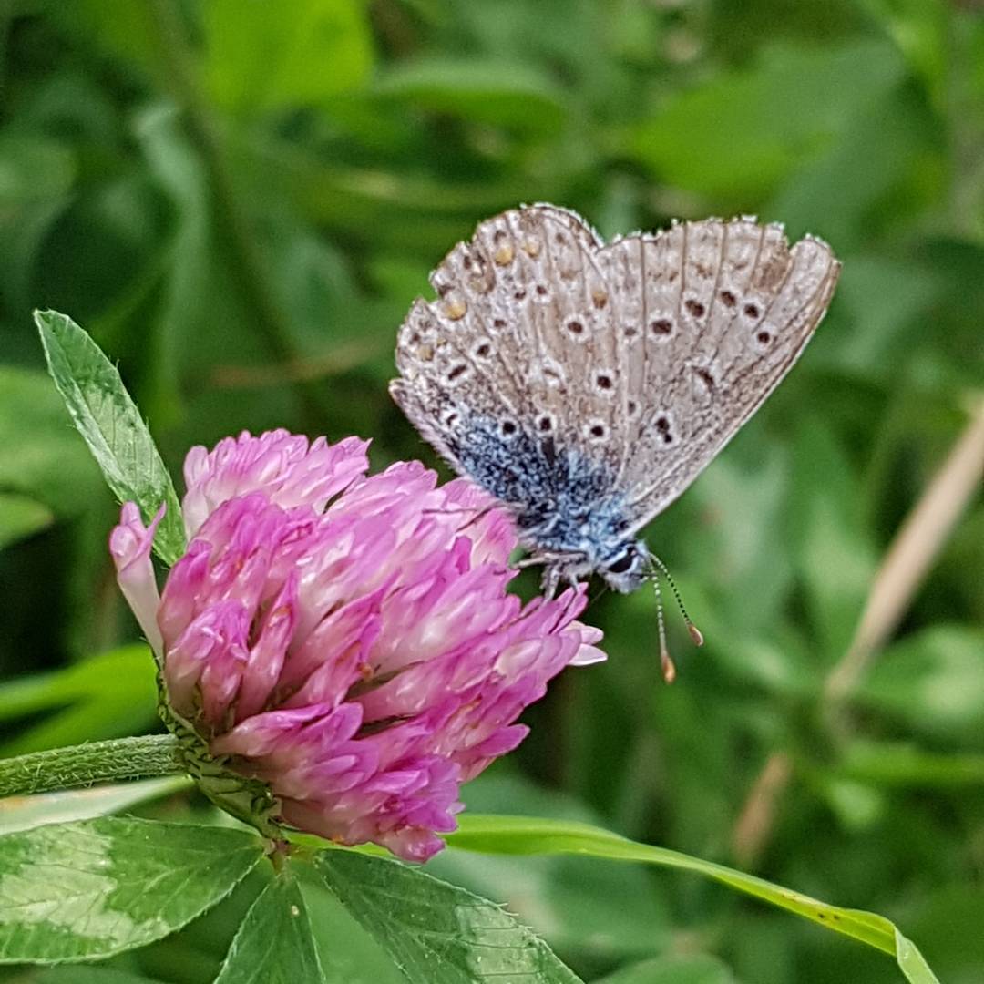 RTubbing's tweet photo. #januarivlindermaand twee #beautyfly's https://t.co/fIflaPoG3v