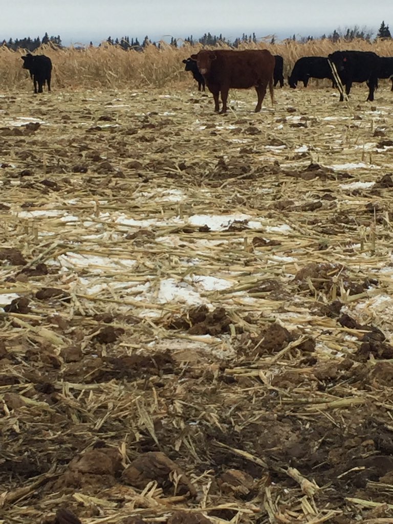 NeilVaugh1's tweet photo. Holy shit! Should help with the fert bill in the years to come. #corngrazing https://t.co/61gQcxWJqN