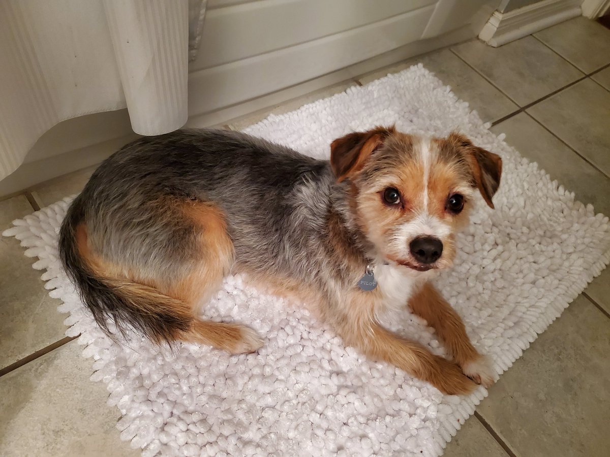 karlee morse tweet media